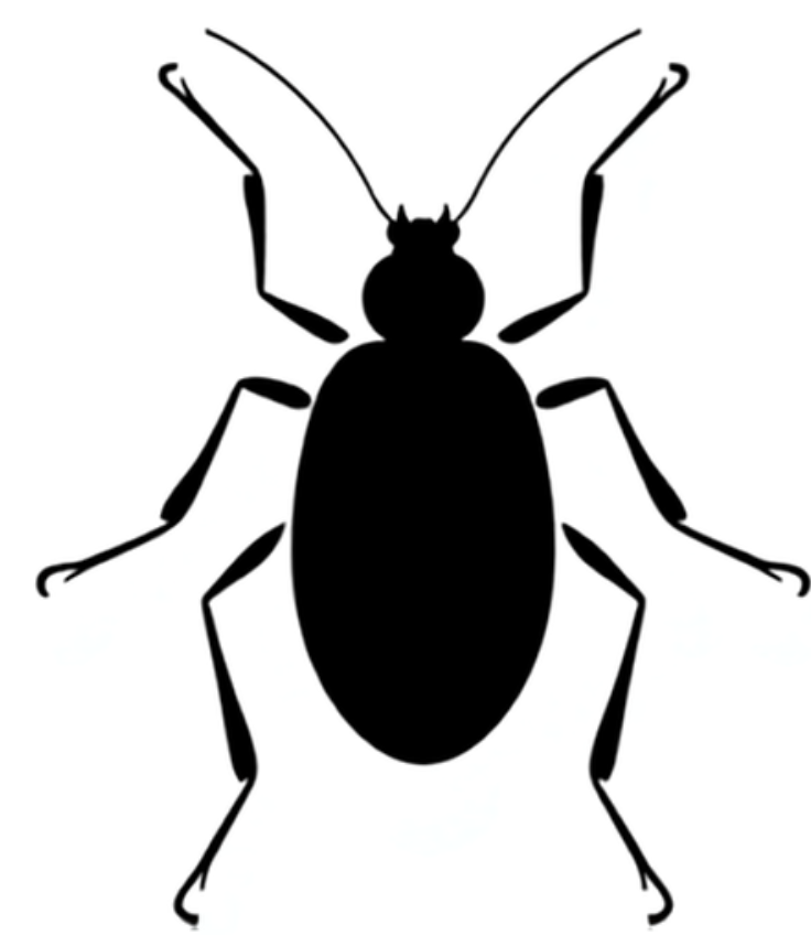 INSECTOS